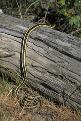 Western Garter Snake