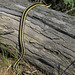 Western Garter Snake