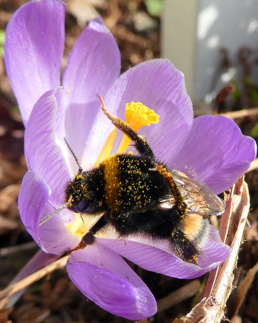 Hummel in einer Krokusblüte