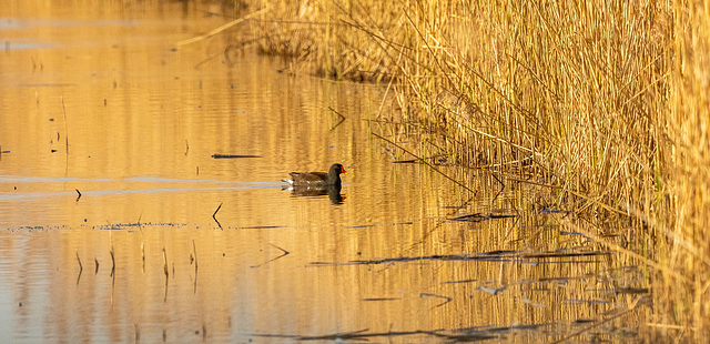 Moorhen