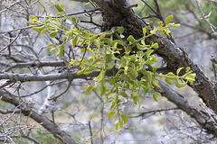 Oak Mistletoe