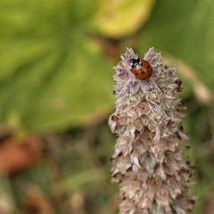 Ladybird