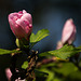 20140801 4417VRAw [D~E] Roseneibisch (Hibiscus), Gruga-Park, Essen