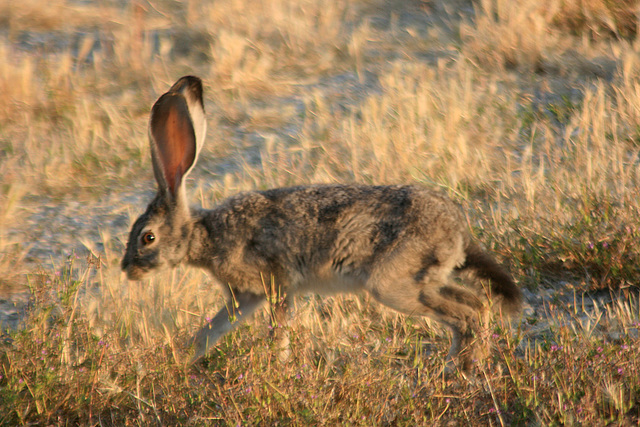 Black-tailed jackrabbit