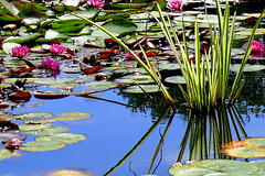 À fleur d'eau