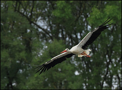 CIGOGNE BLANCHE