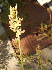 DSCN7089 - Crotalaria lanceolata, Fabaceae