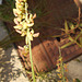 DSCN7089 - Crotalaria lanceolata, Fabaceae