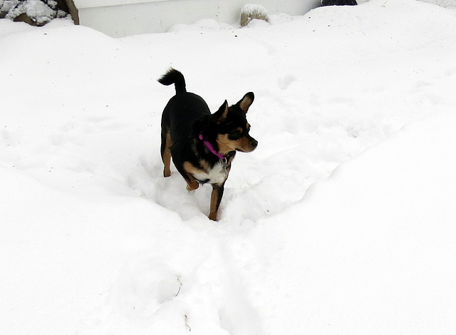 Maggie on her new snow trail