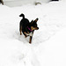 Maggie on her new snow trail