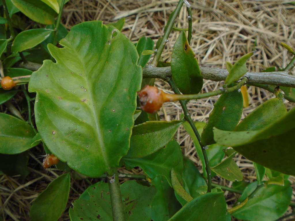 DSC01092 - ora-pro-nóbis Pereskia aculeata aculeata, Cactaceae