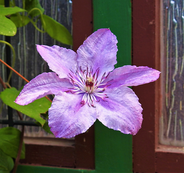 Clematis