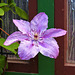 Clematis