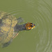 Turtle EF7A6926