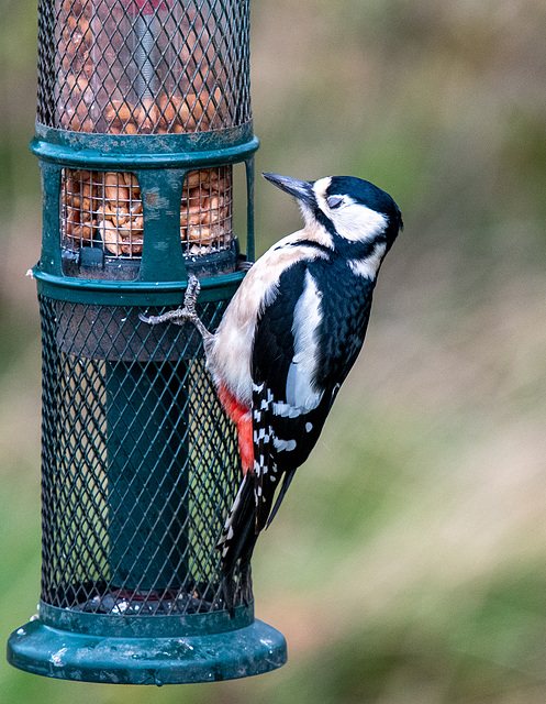 Great spotted woodpecker