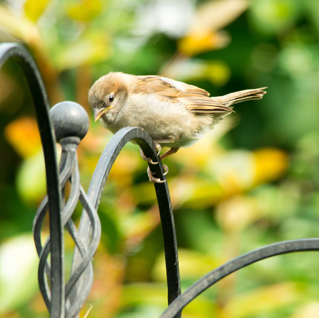 Sparrow youngster