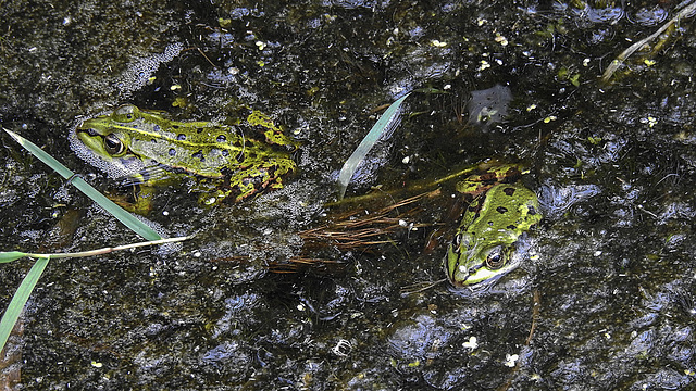 20190905 5825CPw [D~VR] Wasserfrosch, Darßer Ort