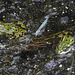 20190905 5825CPw [D~VR] Wasserfrosch, Darßer Ort