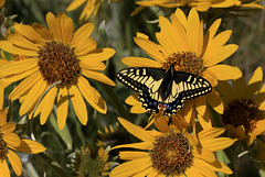 Anise Swallowtail