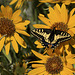 Anise Swallowtail