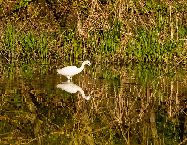 Little egret