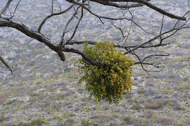 Oak Mistletoe