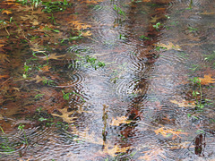 Raindrops on a forest puddle