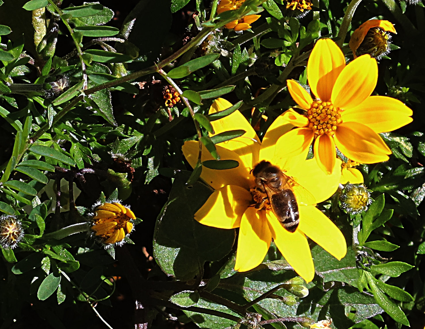 1 (174)..austria flower with a bee