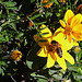 1 (174)..austria flower with a bee