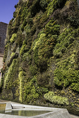 Jardín Vertical Caixaforum ... P.i.P. (© Buelipix)