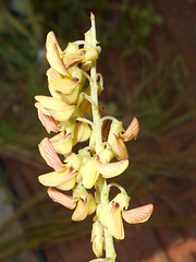 DSCN7089a - Crotalaria lanceolata, Fabaceae