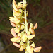 DSCN7089a - Crotalaria lanceolata, Fabaceae