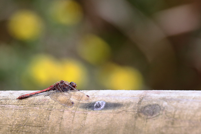 Dragonfly