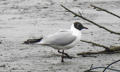 20180402 3312CPw [D~AUR] Lachmöwe (Larus ridibundus), Dollart