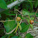 DSC01093 - ora-pro-nóbis Pereskia aculeata aculeata, Cactaceae