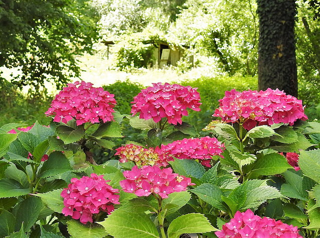 Hortensienblüte