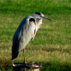 Gray Heron (Ardea cinerea)