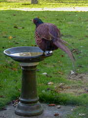 Would you consider buying me a larger birdbath?