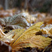 16.12.11 Garten 1832