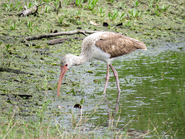 Day 2, White Ibis juvenile, Connie Hagar