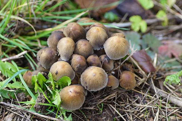 Zeit der Pilze: Versammlung