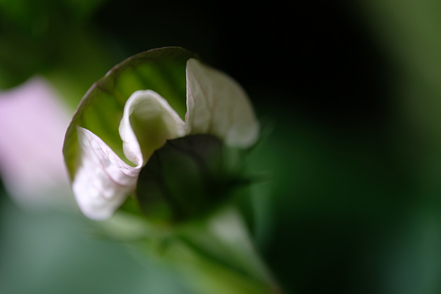 DSCF0900