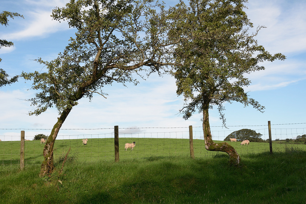 Tree framed sheep