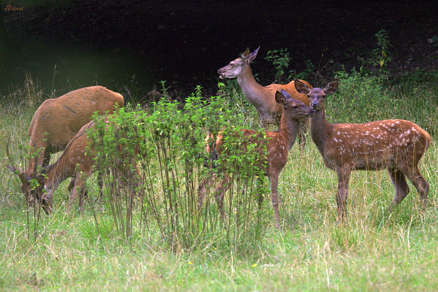 En famille