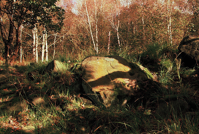 Wildboar Clough - the path through the woods (1 of 9)