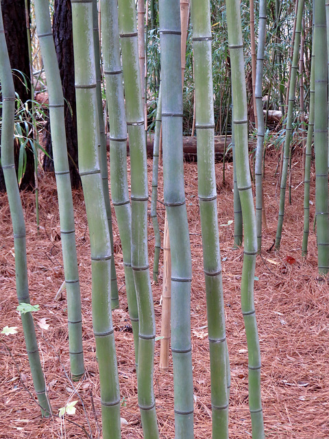 Bamboo grove