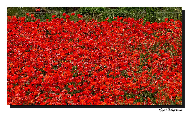 Rouge ...