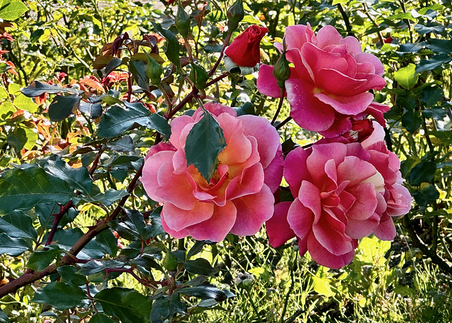 Im Gegenlicht Im Gegenlicht