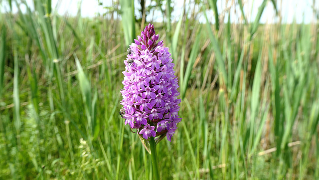 Orchis des marais.