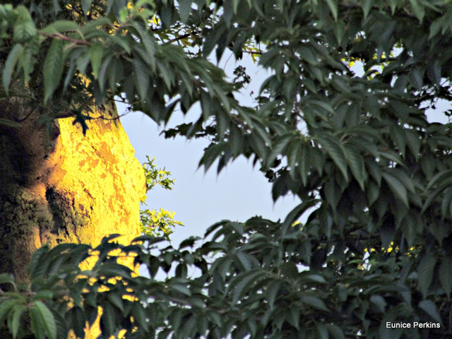 Sunlit trunk through leaves